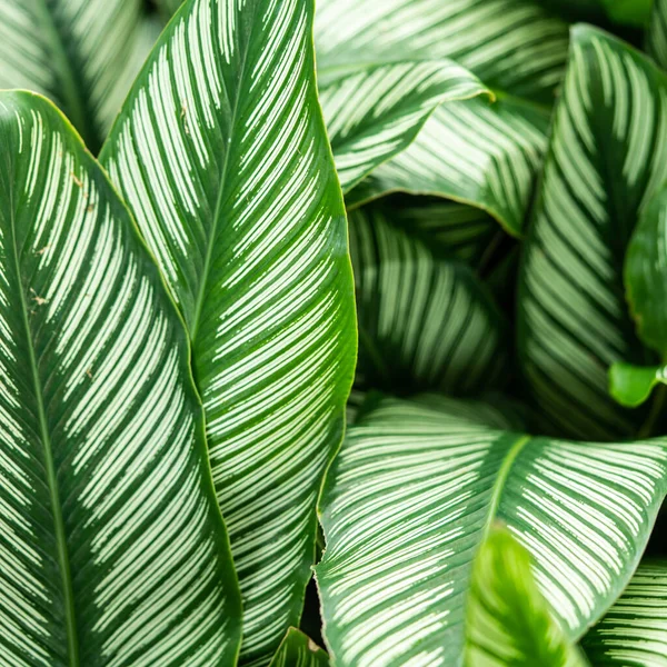 Tropische Grüne Blatt Hintergrund Natur Hintergrund — Stockfoto