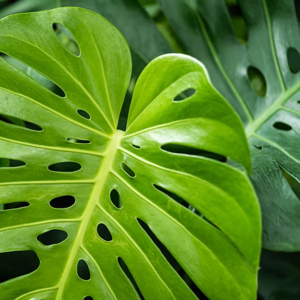 Monstera leaf background, Nature background