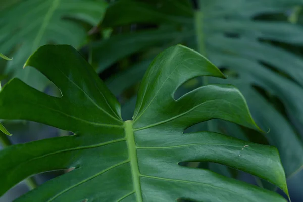 Monstera Fond Feuille Fond Nature — Photo