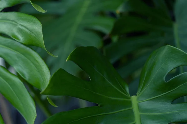 Monstera Blatt Hintergrund Natur Hintergrund — Stockfoto