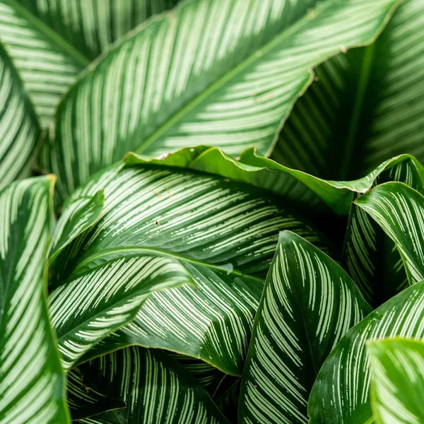 Tropische Grüne Blatt Hintergrund Natur Hintergrund — Stockfoto