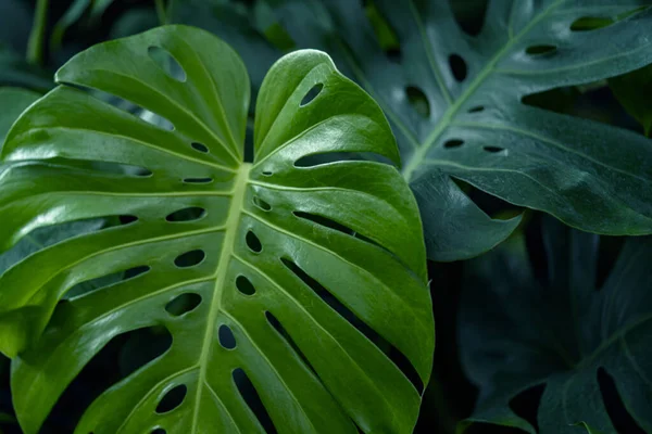 Canavar yaprağı arkaplan, doğa arkaplan