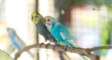 Yakın çekim Güneş Conure Grubu Papağanı Şube 'ye tünedi