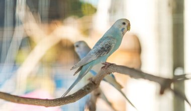 Yakın çekim Güneş Conure Grubu Papağanı Şube 'ye tünedi