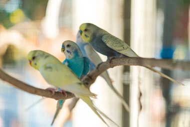Yakın çekim Güneş Conure Grubu Papağanı Şube 'ye tünedi