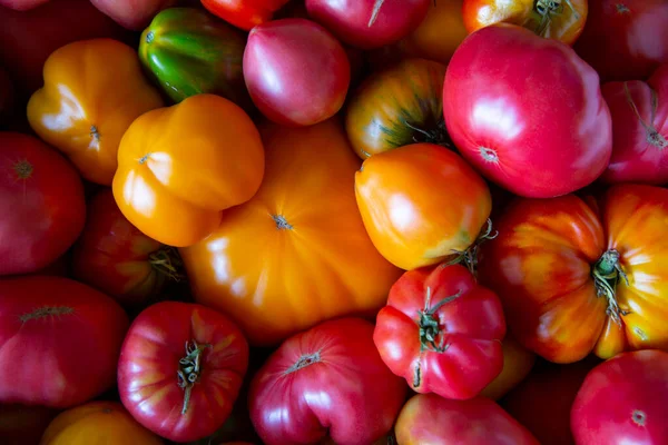 新鲜的有机农场成熟番茄品种 大小和颜色各不相同 有选择的重点 — 图库照片
