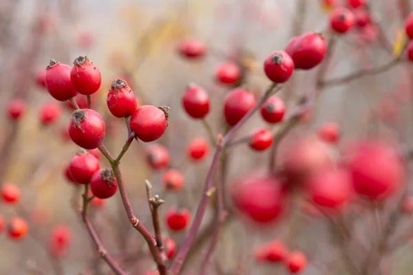 Bright ripe red fruits of rose hip on the branch of the bush, popular tea ingredient, a source of natural vitamin C. Selective focus.