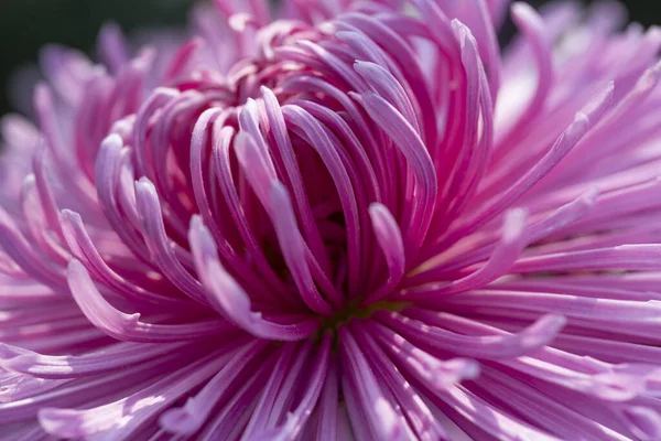 Makro Rosa Chrysanthemen Blühen — Stockfoto