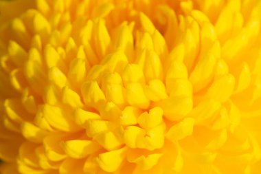 Küresel ponpon kasımpatı çiçeğinin sarı yaprakları..