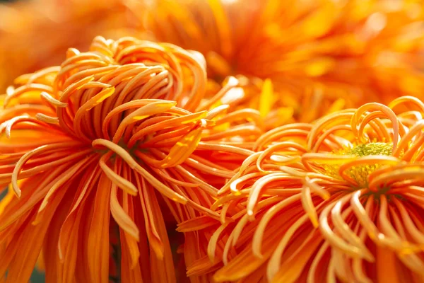 Sonbahar Bahçesinde Çiçek Açan Portakal Kasımpatı Çiçeğinin Yakınına Telifsiz Stok Imajlar