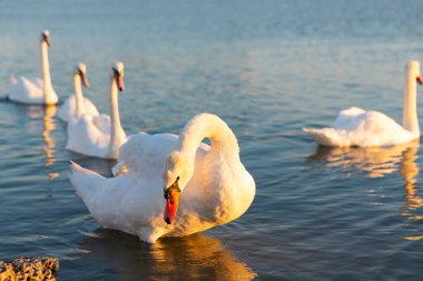 Göldeki beyaz kuğu grubu..