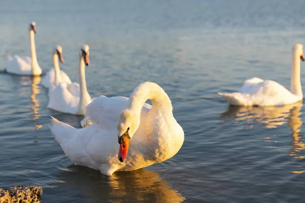 Göldeki beyaz kuğu grubu..