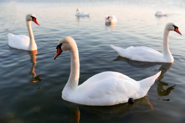 Bir grup beyaz kuğu gölde yüzüyor..