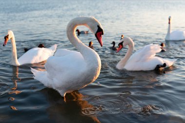 Beyaz kuğu ve yaban ördekleri gün batımında gölde yüzerler..