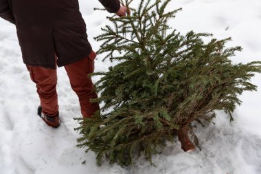 Eski Noel ağacı geri dönüşümü, Noel ve yeni yıl tatilinden sonra çöpte yeşil çam taşıyan bir adam..
