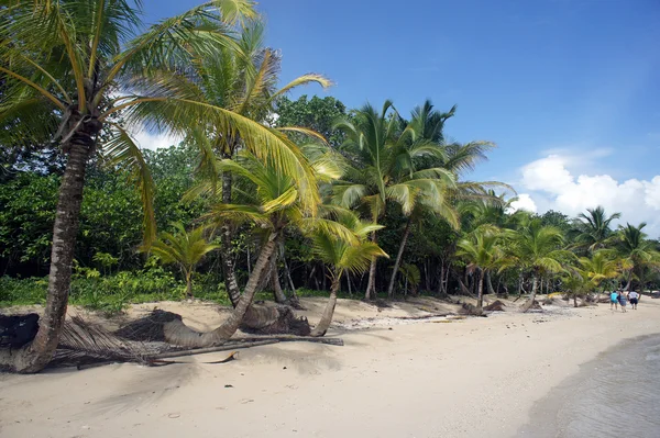 Tenyér és strand — Stock Fotó