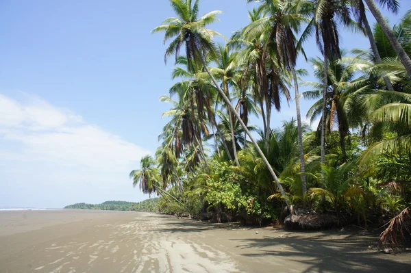 Karibische Impressionen, Palmen und Strand in der Sonne — Stockfoto