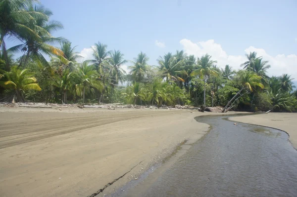 Impressioni caraibiche, palme e spiaggia al sole — Foto Stock