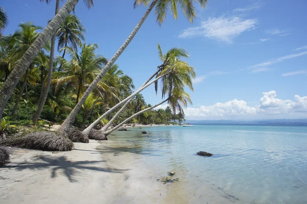 Impressioni caraibiche, palme e spiaggia al sole — Foto Stock