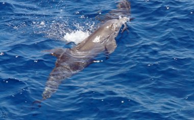 Yunuslarla snorkeling