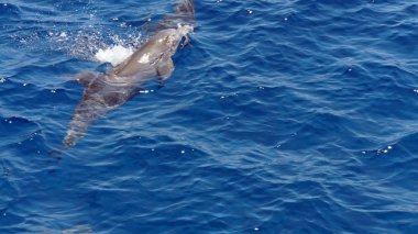 Yunuslarla snorkeling