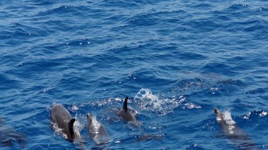 Yunuslarla snorkeling