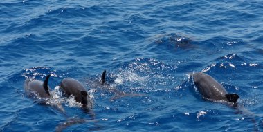 Yunuslarla snorkeling