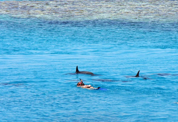 Buceo con delfines —  Fotos de Stock