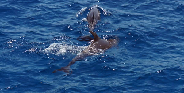 Buceo con delfines —  Fotos de Stock