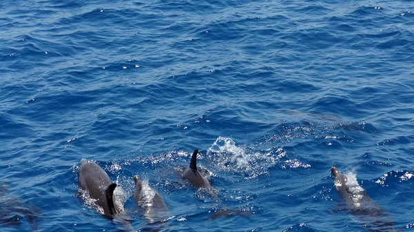 Yunuslarla snorkeling — Stok fotoğraf