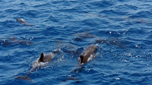 Plongée avec tuba et dauphins — Photo