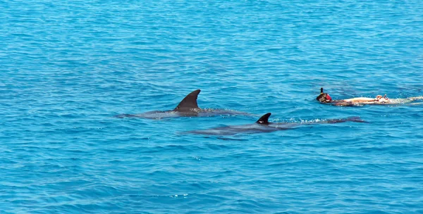 Buceo con delfines —  Fotos de Stock