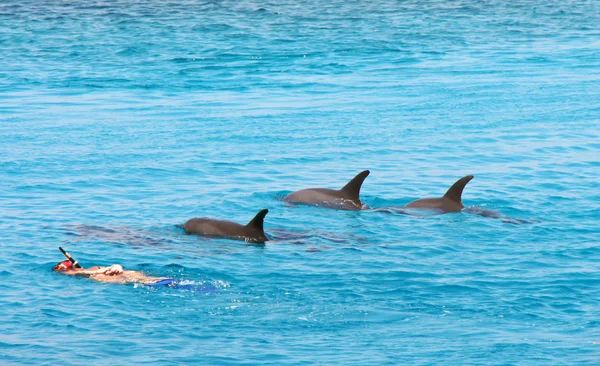 Snorkla med delfiner — Stockfoto