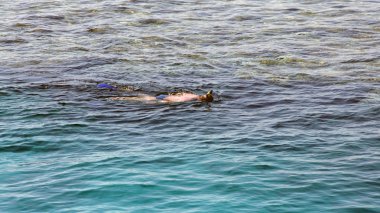 Kızıldeniz gösterimler