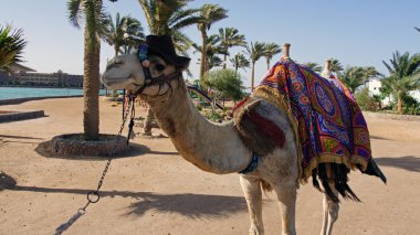 hurghada, Mısır, Haziran 2013 izlenimleri