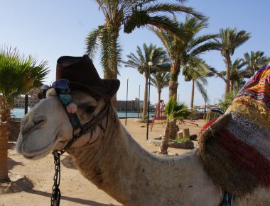 Mısır gösterimler