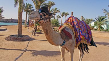 Mısır gösterimler