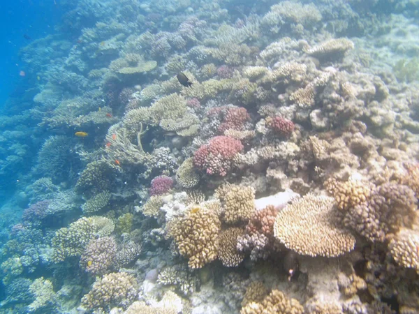 Snorkeling in hurghada — Stock Photo, Image