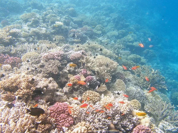 Plongée avec tuba à Hurghada — Photo