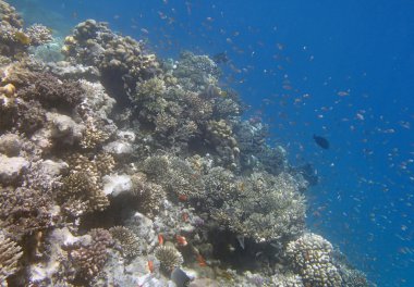 red sea, hurghada dalış