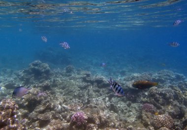 red sea, hurghada dalış