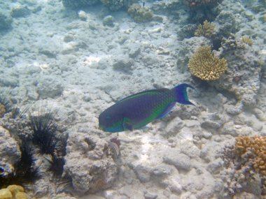 red sea, hurghada dalış