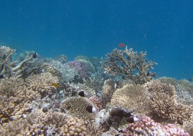 red sea, hurghada dalış