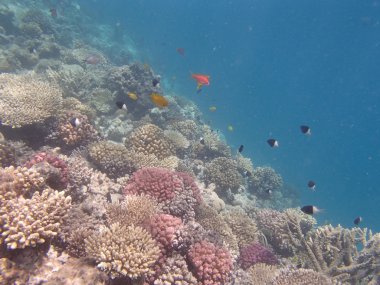 red sea, hurghada dalış