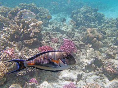 red sea, hurghada dalış