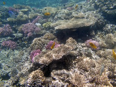 red sea, hurghada dalış