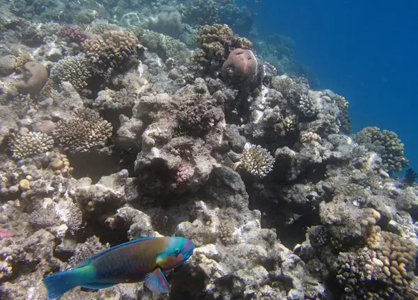 Šnorchlování v Rudém moři, hurghada — Stock fotografie