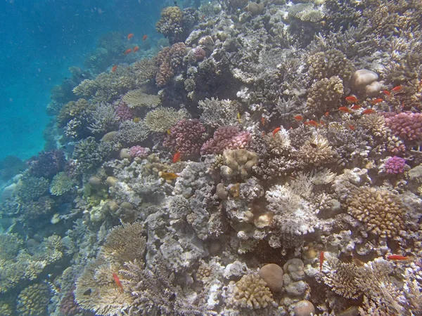 Plongée en apnée dans la mer rouge, hurghada — Photo