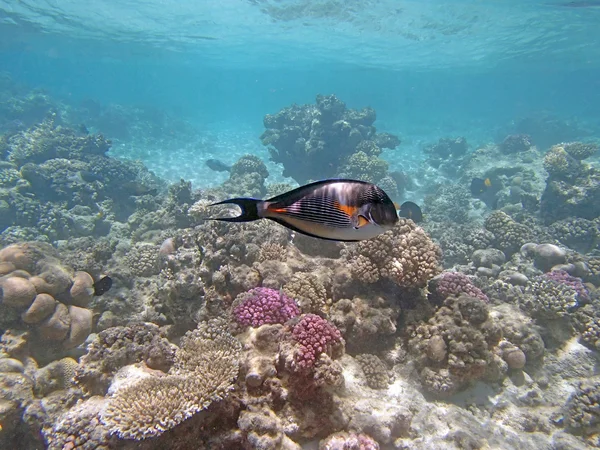 red sea, hurghada dalış