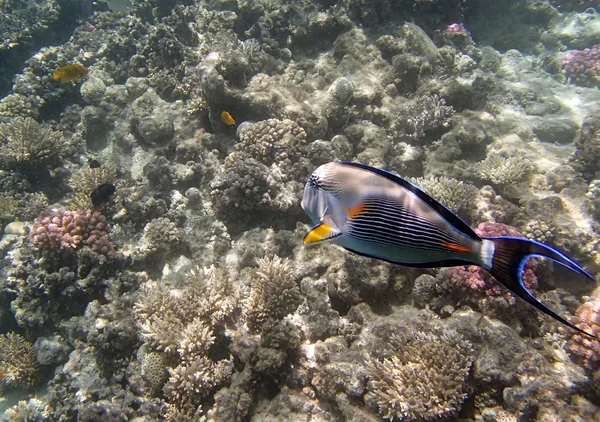 Šnorchlování v Rudém moři, hurghada — Stock fotografie